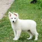 Stella-female-White-Swiss-Shepherd-puppy-for-sale-4