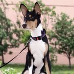 Tamir-male-Basenji-puppy-for-sale-2