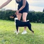 Tamir-male-Basenji-puppy-for-sale-3