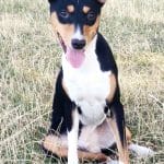 Tamir-male-Basenji-puppy-for-sale-4