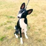 Theo-male-Basenji-puppy-for-sale-3