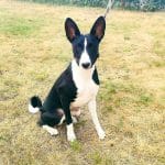 Theo-male-Basenji-puppy-for-sale-4