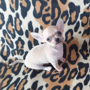 Zall Chihuahua