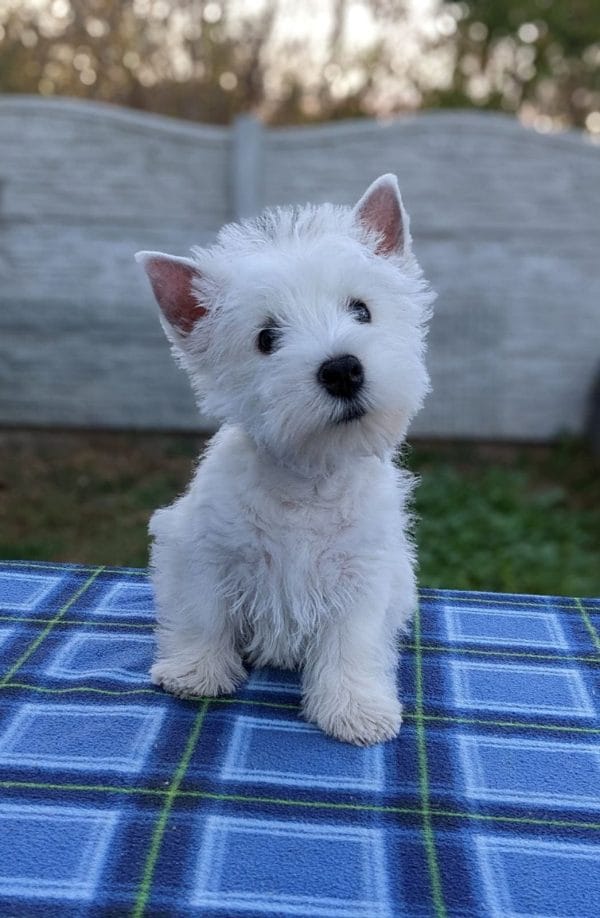 Barney West Highland White Terrier
