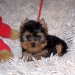 Beck-male-yorkshire-terrier-puppy-for-sale05