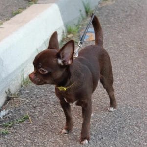 Cheep Chihuahua