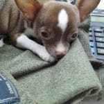 Chipsa-female-Chihuahua-puppy-for-sale- (2)