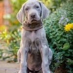 Graceful-Lady-female-Weimaraner-puppy-for-sale-3