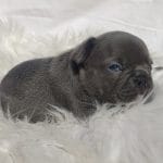 Ian-male-french-bulldog-puppy-for-sale03