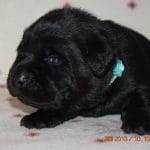 Sean-male-labrador-retriever-puppy-for-sale01