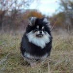 Shokee-male-Pomeranian-puppy-for-sale-1