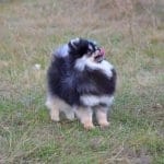 Shokee-male-Pomeranian-puppy-for-sale-3