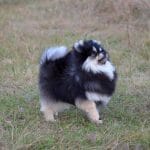 Shokee-male-Pomeranian-puppy-for-sale-4