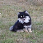 Shokee-male-Pomeranian-puppy-for-sale-5