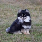 Shokee-male-Pomeranian-puppy-for-sale-6