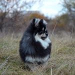 Shokee-male-Pomeranian-puppy-for-sale-7