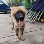 Theo-male-caucasian-mountain-dog-puppy-for-sale-01