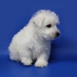 Aise-male-West-Highland-White-Terrier-puppy-for-sale-3