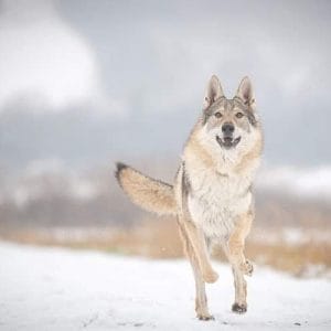 Al Czechoslovakian Wolfdog