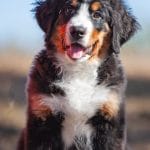 Allan-male-Bernese-Mountain-Dog-puppy-for-sale-2