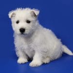 Arti-male-West-Highland-White-Terrier-puppy-for-sale-1