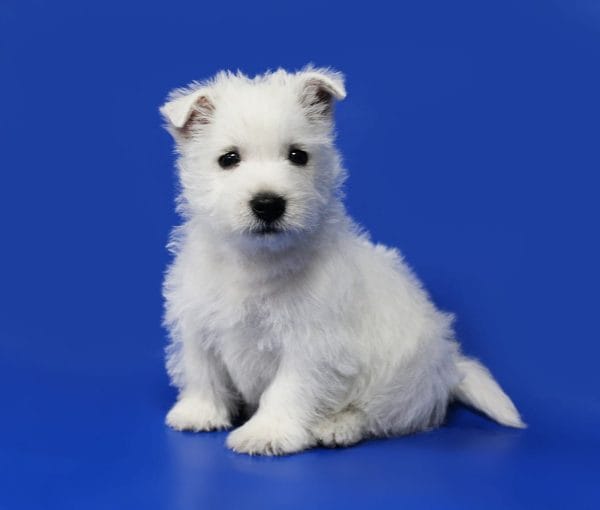 Arti West Highland White Terrier