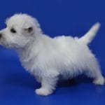 Arti-male-West-Highland-White-Terrier-puppy-for-sale-4