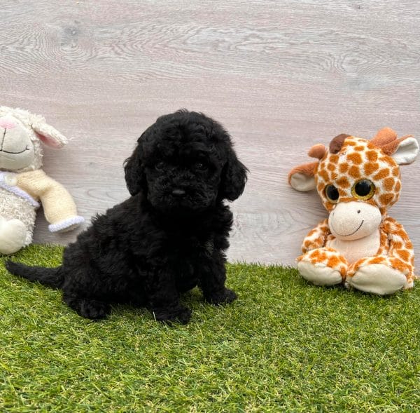 Benson Miniature Poodle