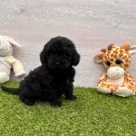 Benson-male-miniature-poodle-puppy-for-sale03