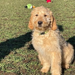 Cree Goldendoodle