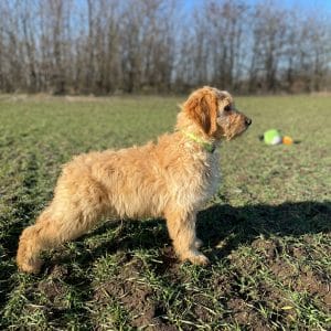 Cree Goldendoodle