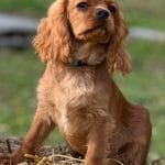 Easton-male-cavalier-king-charles-spaniel-puppy-for-sale01