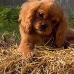 Easton-male-cavalier-king-charles-spaniel-puppy-for-sale05