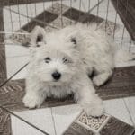 Wesley West Highland White Terrier
