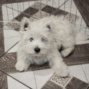 Enigma West Highland White Terrier