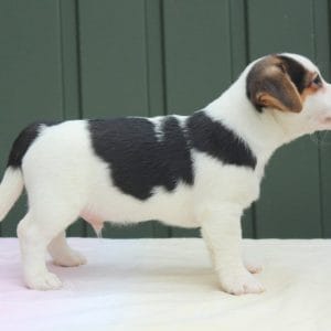 Evan Jack Russell Terrier