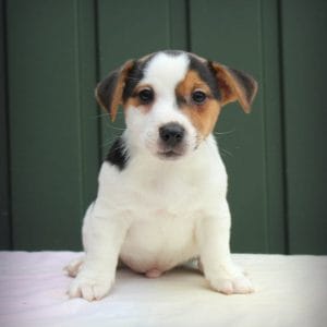 Evan Jack Russell Terrier