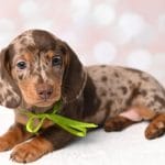 Fraser-male-dachshund-puppy-for-sale02