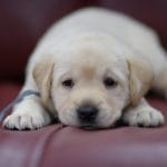 Fred-male-labrador-retriever-puppy-for-sale03