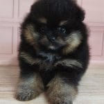 Hamer-male-Pomeranian-puppy-for-sale-1
