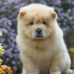 Hammond-male-chow-chow-puppy-for-sale01