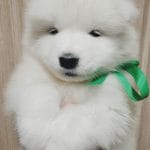 Kayl-male-Samoyed-puppy-for-sale-1