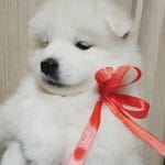 Kira-female-Samoyed-puppy-for-sale-2