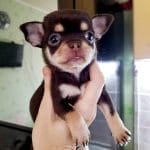 Chipsa Chihuahua