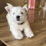 Mira-female-West-Highland-White-Terrier-puppy-for-sale-3