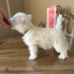 Mira-female-West-Highland-White-Terrier-puppy-for-sale-4