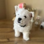 Mira-female-West-Highland-White-Terrier-puppy-for-sale-5