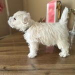 Mira-female-West-Highland-White-Terrier-puppy-for-sale-6