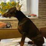 Pava-female-dobermann-puppy-for-sale-1