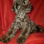 Rumb-male-Toy-poodle-puppy-for-sale-1